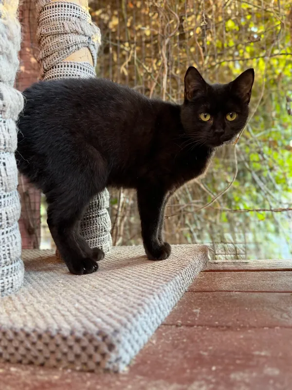 Pies do adopcji, Pieczyska, 2 kwietnia 2026 (3/5)