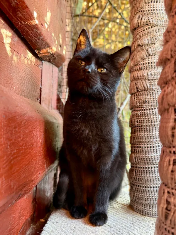 Pies do adopcji, Pieczyska, 2 kwietnia 2026 (4/5)