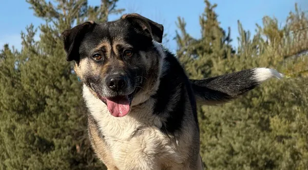 Pies do adopcji, Pieczyska, 2 kwietnia 2026 (1/5)