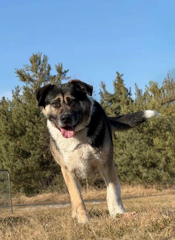 Pies do adopcji, Pieczyska, 2 kwietnia 2026 (2/5)