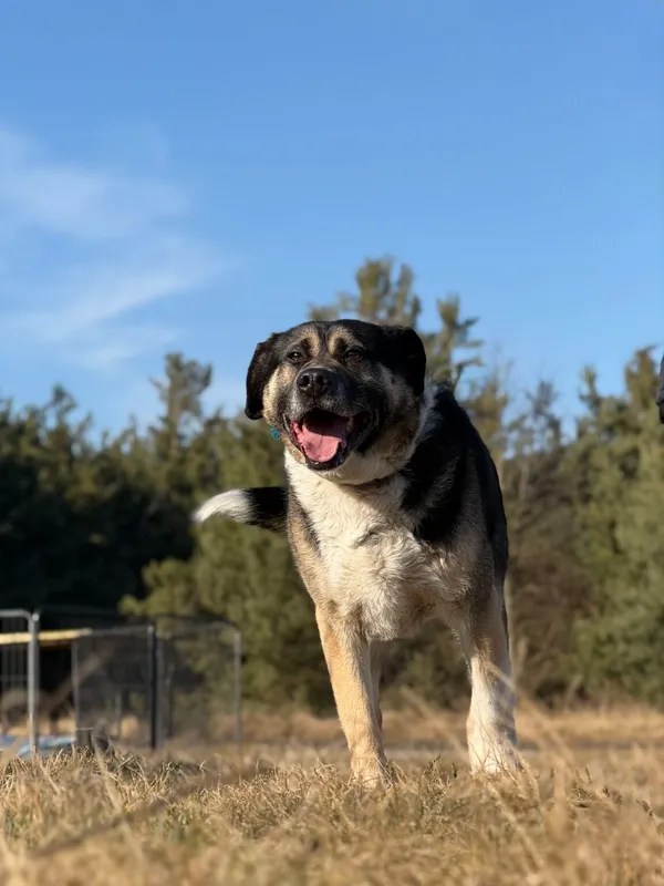 Pies do adopcji, Pieczyska, 2 kwietnia 2026 (3/5)