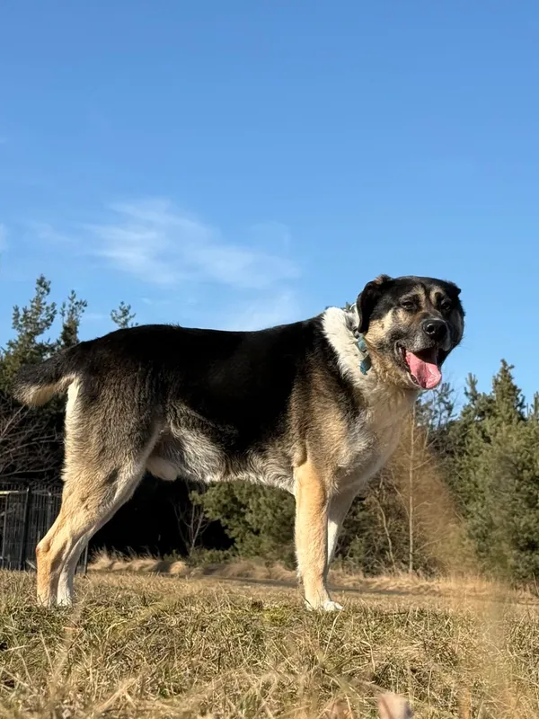 Pies do adopcji, Pieczyska, 2 kwietnia 2026 (4/5)