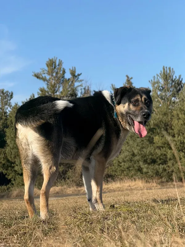 Pies do adopcji, Pieczyska, 2 kwietnia 2026 (5/5)