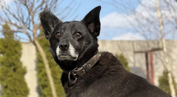 Pies do adopcji, Pieczyska, 2 kwietnia 2026 (1/3)