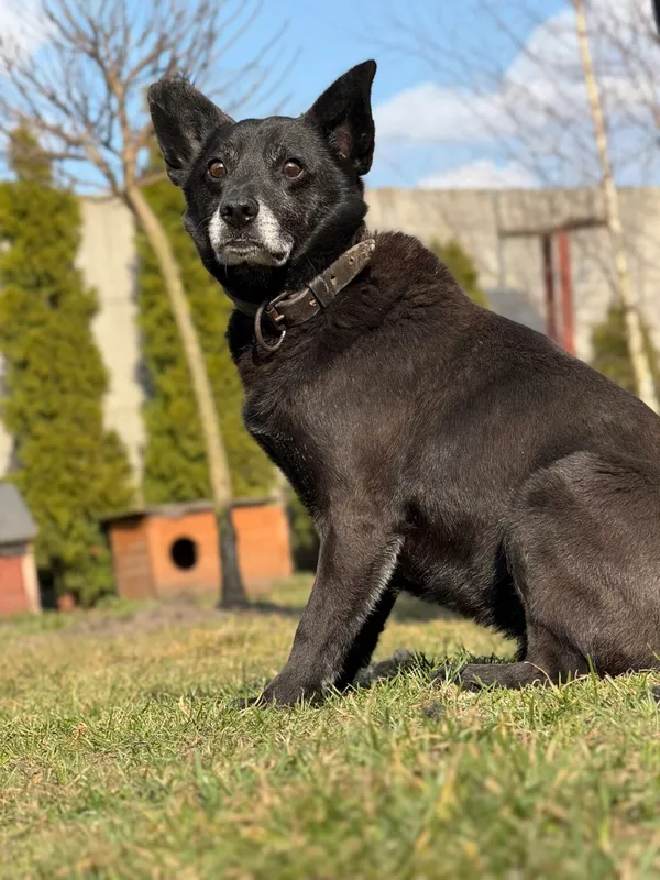 Pies do adopcji, Pieczyska, 2 kwietnia 2026 (3/3)