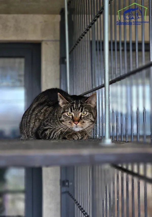 Kot do adopcji, Szczecin, 4 listopada 2025