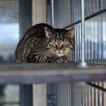 Kot do adopcji