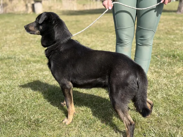 Pies do adopcji, Bełchatów, 7 marca 2026 (1/5)