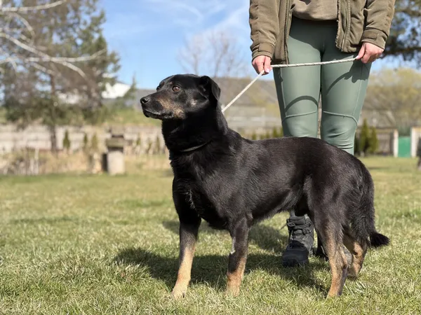 Pies do adopcji, Bełchatów, 7 marca 2026 (2/5)