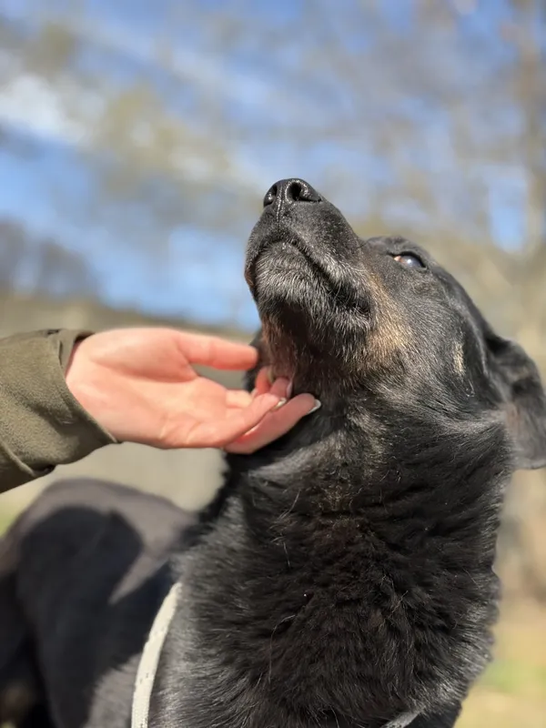 Pies do adopcji, Bełchatów, 7 marca 2026 (3/5)