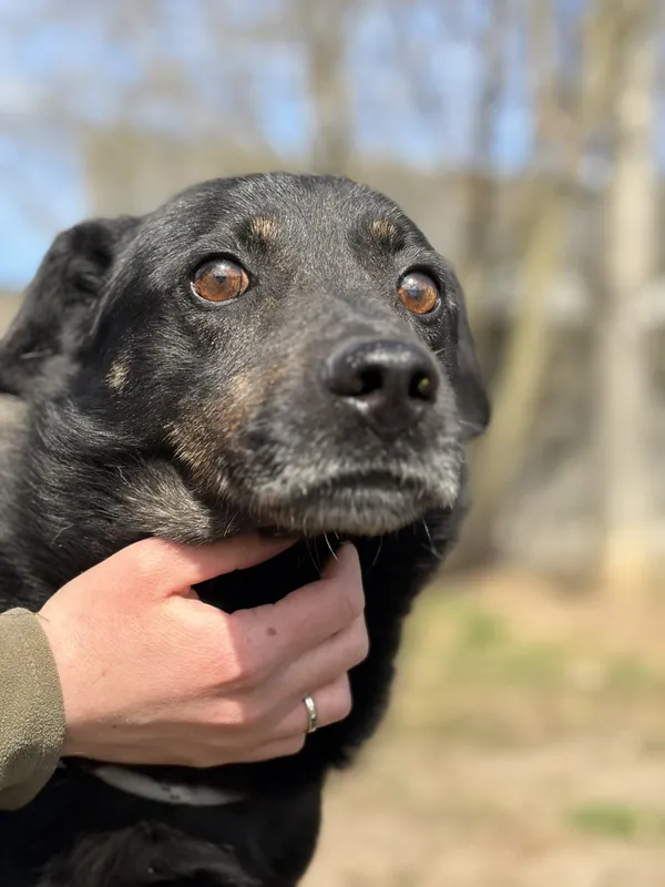 Pies do adopcji, Bełchatów, 7 marca 2026 (4/5)