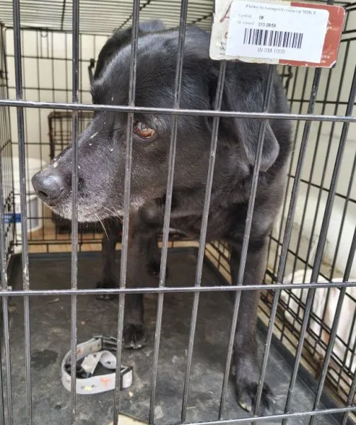 Znaleziono psa, Radom, 2 kwietnia 2026