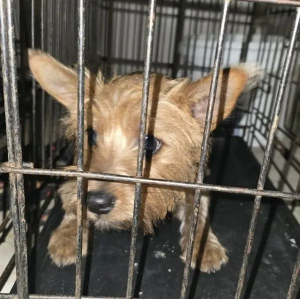 Znaleziono psa, Radom, 2 kwietnia 2026