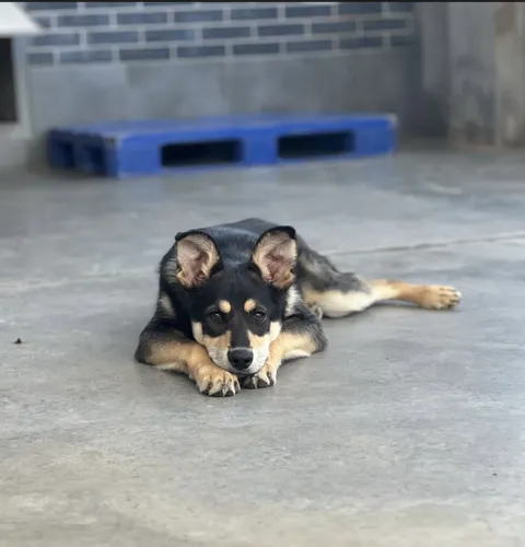 Pies do adopcji, Wrocław, 2 lutego 2024