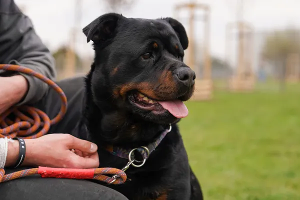 Pies do adopcji, Wrocław, 8 października 2025