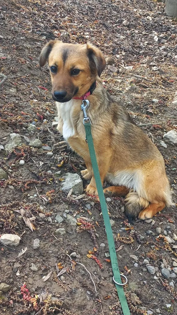 Pies do adopcji, Ropczyce, 3 kwietnia 2026