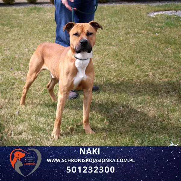 Pies do adopcji, Ciosny, 3 kwietnia 2026