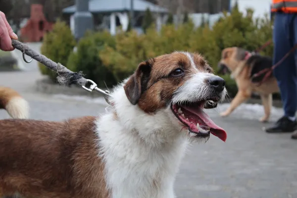 Pies do adopcji, Ciosny, 2 kwietnia 2026