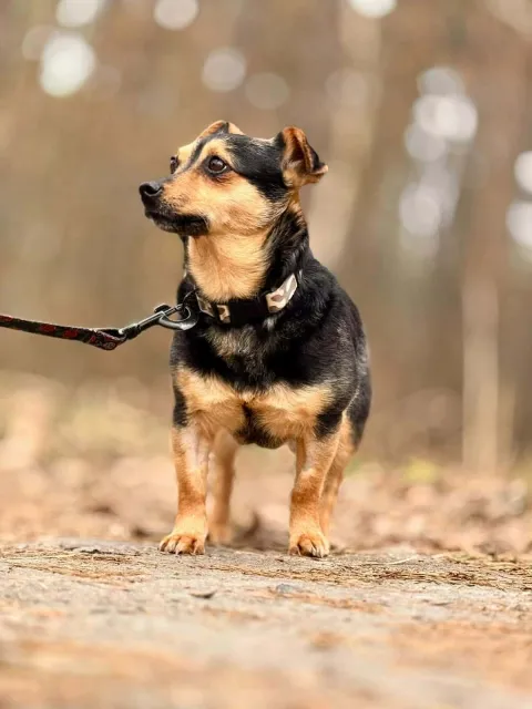 Pies do adopcji, Piła, 26 lutego 2026 (3/4)