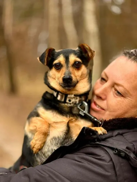 Pies do adopcji, Piła, 26 lutego 2026 (4/4)