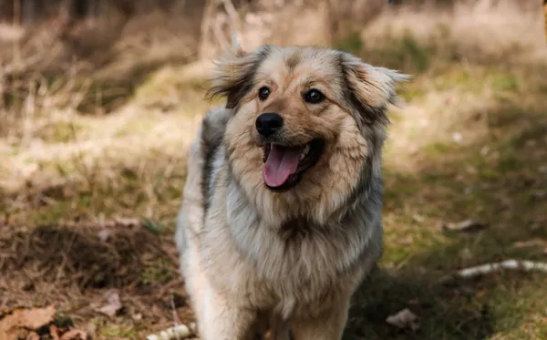 Pies do adopcji, Piła, 2 marca 2026 (1/4)