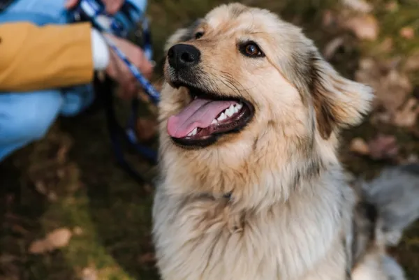 Pies do adopcji, Piła, 2 marca 2026 (2/4)