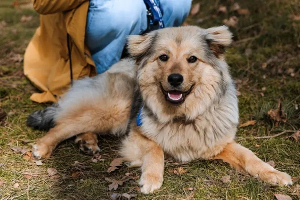 Pies do adopcji, Piła, 2 marca 2026 (4/4)