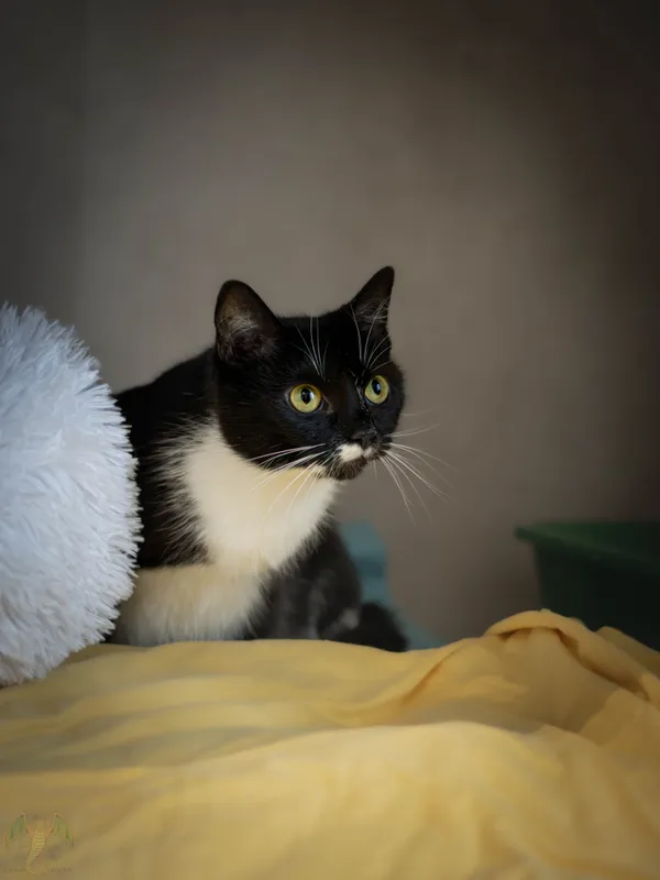 Znaleziono kota, Sosnowiec, 17 marca 2026 (5/5)