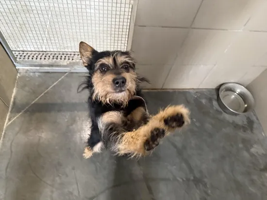 Pies do adopcji, Kraków, 14 marca 2026