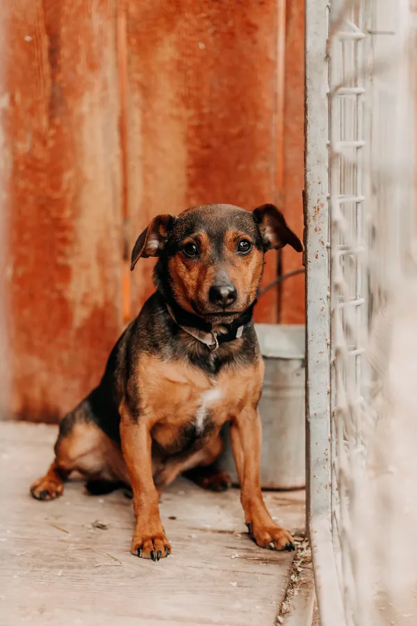 Pies do adopcji, Czartki, 3 kwietnia 2026 (1/2)