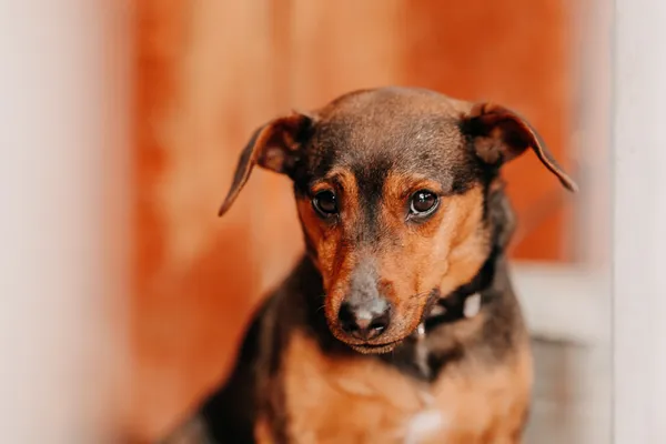 Pies do adopcji, Czartki, 3 kwietnia 2026 (2/2)