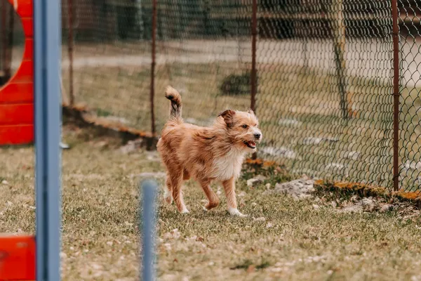 Pies do adopcji, Czartki, 3 kwietnia 2026 (1/3)