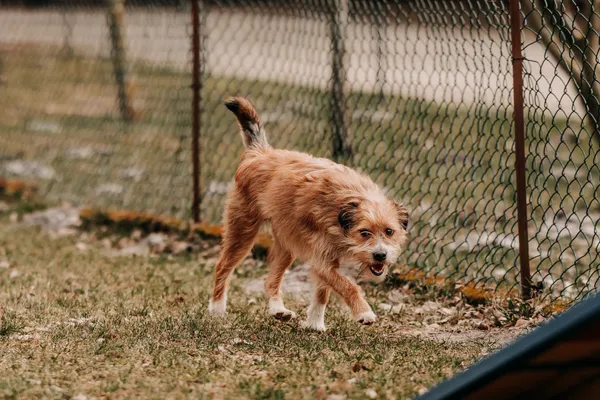 Pies do adopcji, Czartki, 3 kwietnia 2026 (2/3)