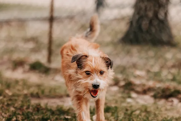 Pies do adopcji, Czartki, 3 kwietnia 2026 (3/3)