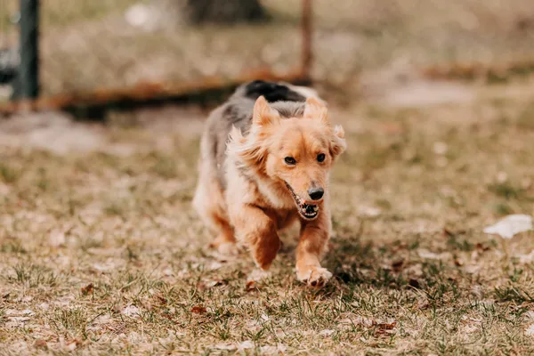 Pies do adopcji, Czartki, 3 kwietnia 2026 (1/5)