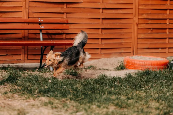 Pies do adopcji, Czartki, 3 kwietnia 2026 (2/5)