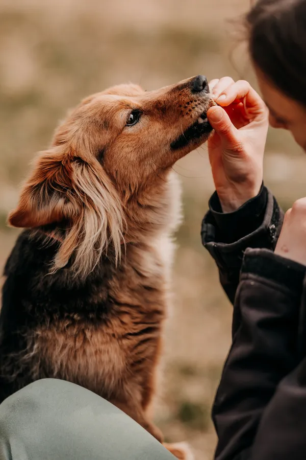 Pies do adopcji, Czartki, 3 kwietnia 2026 (3/5)
