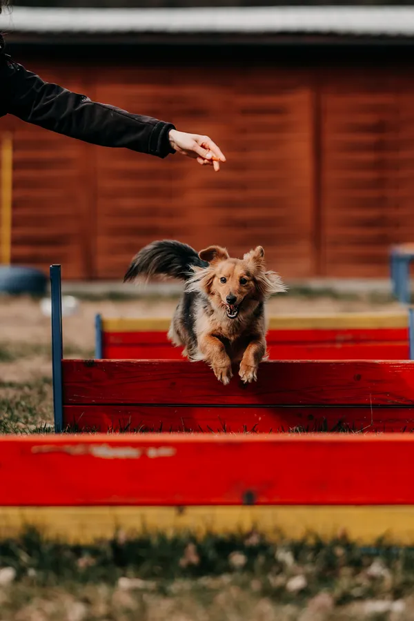 Pies do adopcji, Czartki, 3 kwietnia 2026 (4/5)