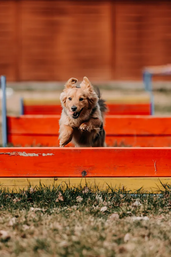 Pies do adopcji, Czartki, 3 kwietnia 2026 (5/5)