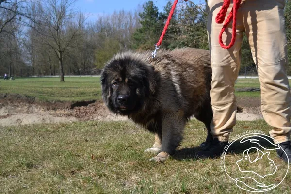 Pies do adopcji, Chełmek, 11 marca 2026