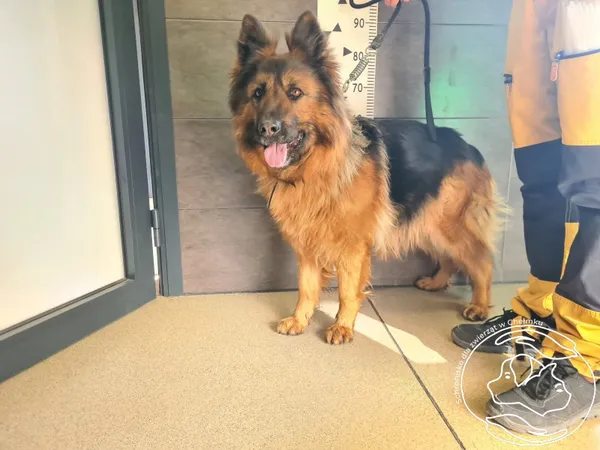 Pies do adopcji, Chełmek, 11 marca 2026