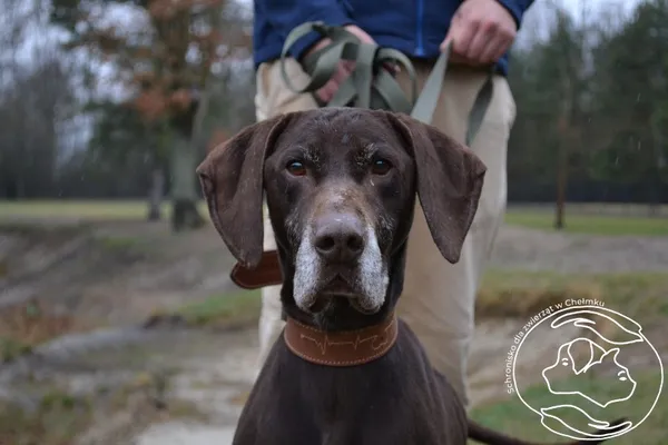 Pies do adopcji, Chełmek, 18 lutego 2026