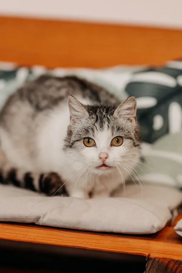 Kot do adopcji, Czartki, 3 kwietnia 2026 (1/5)