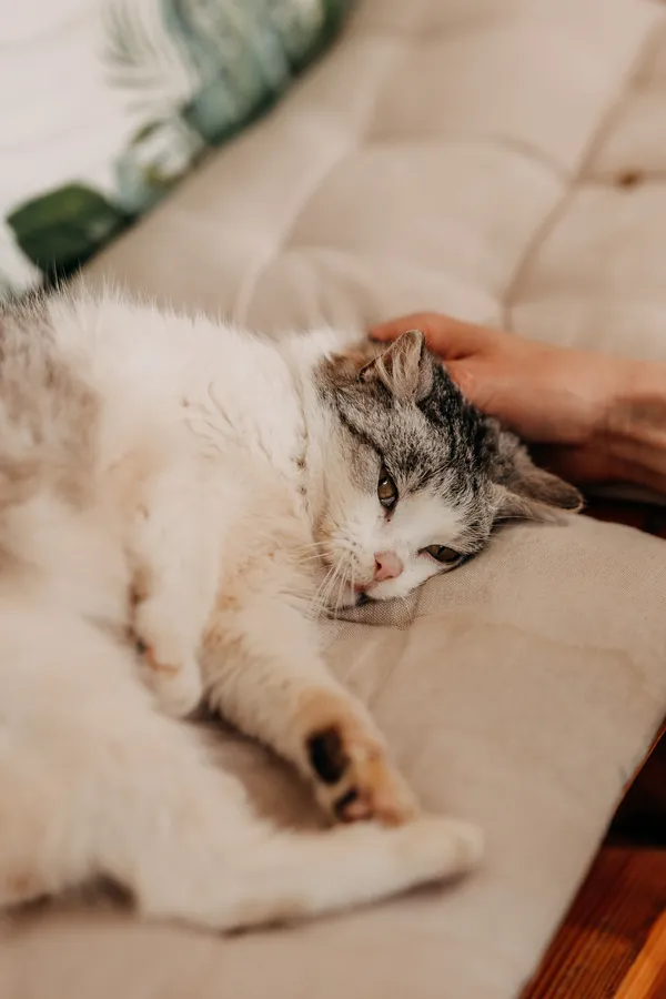 Kot do adopcji, Czartki, 3 kwietnia 2026 (4/5)