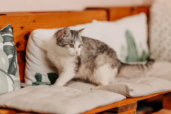 Kot do adopcji, Czartki, 3 kwietnia 2026 (5/5)