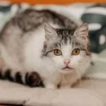 Kot do adopcji
