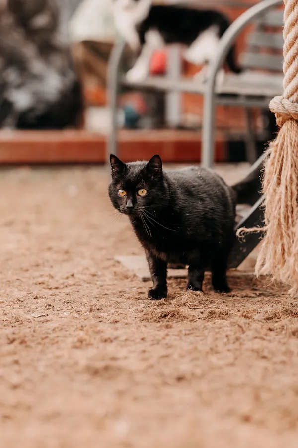 Kot do adopcji, Czartki, 3 kwietnia 2026 (1/4)