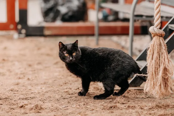 Kot do adopcji, Czartki, 3 kwietnia 2026 (2/4)