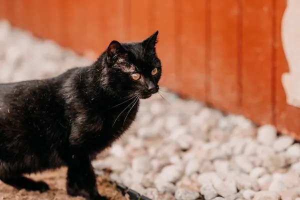 Kot do adopcji, Czartki, 3 kwietnia 2026 (3/4)