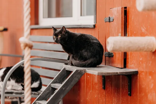 Kot do adopcji, Czartki, 3 kwietnia 2026 (4/4)